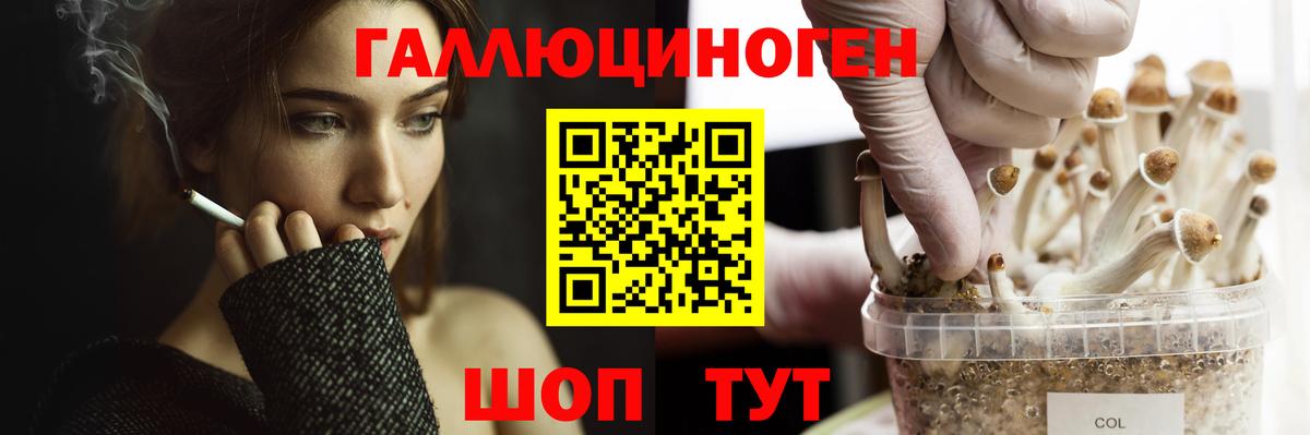 Псилоцибиновые грибы мицелий Урус-Мартан